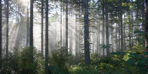 sun rays through woods 0